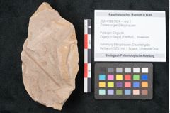 Foto (Objekt + Etikett) von Zostera ungeri Ettingshausen (NHMW-GEO-2024-0188-7924)